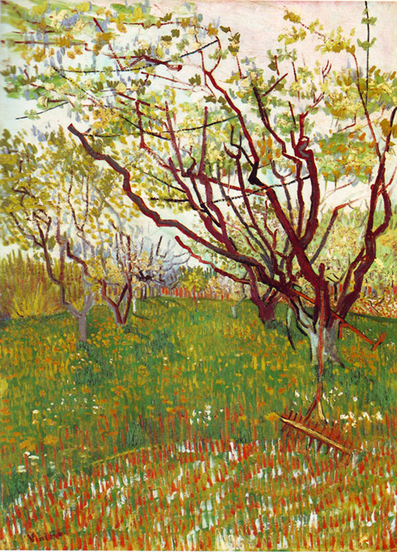 Cherry Tree Spring